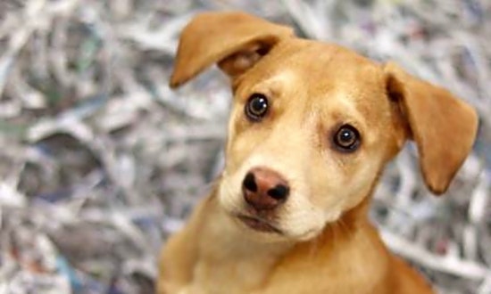 Looking to adopt a pet? Here are 5 perfect puppies to adopt now in Atlanta