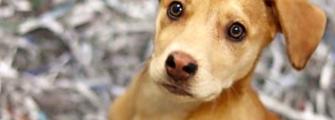 Looking to adopt a pet? Here are 5 perfect puppies to adopt now in Atlanta