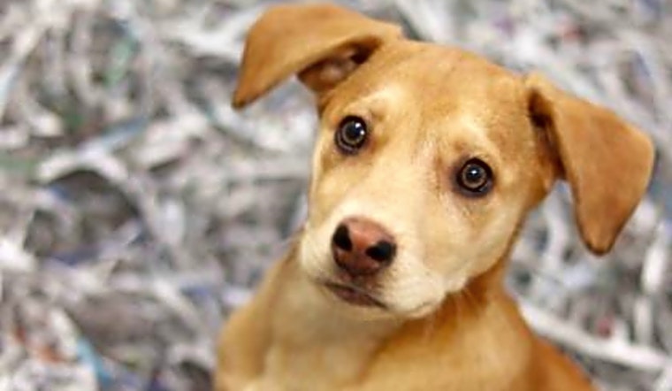 Looking to adopt a pet? Here are 5 perfect puppies to adopt now in Atlanta