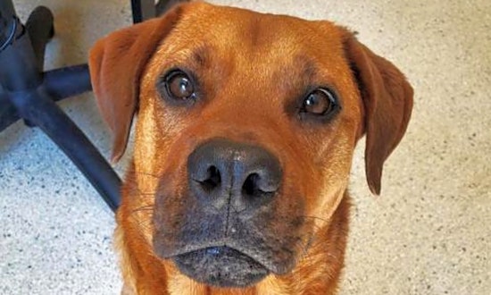 Looking to adopt a pet? Here are 3 cuddly canines to adopt now in Jacksonville