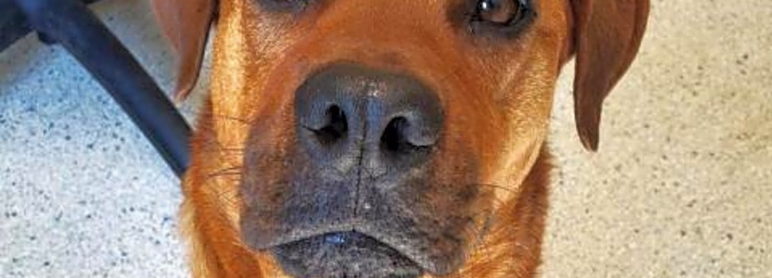 Looking to adopt a pet? Here are 3 cuddly canines to adopt now in Jacksonville