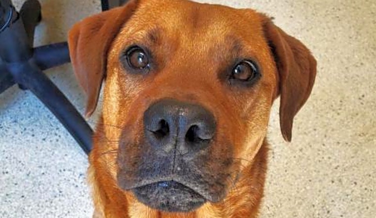 Looking to adopt a pet? Here are 3 cuddly canines to adopt now in Jacksonville