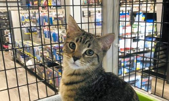 5 fluffy felines to adopt now in Orlando
