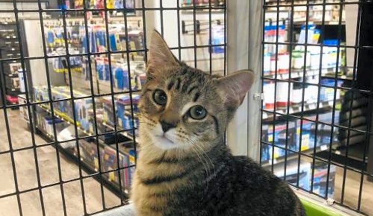 5 fluffy felines to adopt now in Orlando