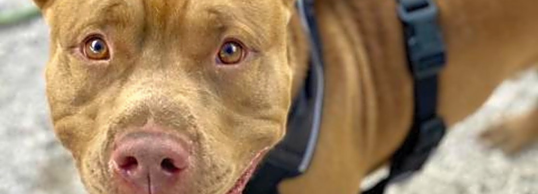 These Tampa-based pups are up for adoption and in need of a good home