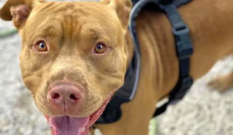 These Tampa-based pups are up for adoption and in need of a good home