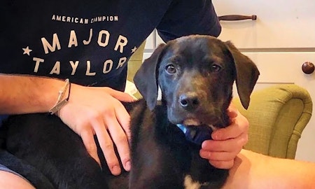 3 cuddly canines to adopt now in Indianapolis