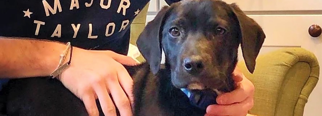 3 cuddly canines to adopt now in Indianapolis