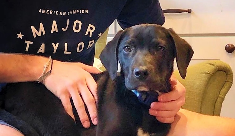 3 cuddly canines to adopt now in Indianapolis