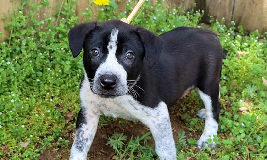 These Nashville-based puppies are up for adoption and in need of a good home