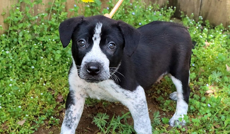 These Nashville-based puppies are up for adoption and in need of a good home