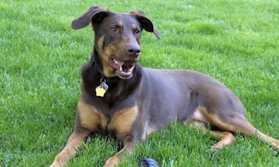 6 lovable pups to adopt now in Minneapolis