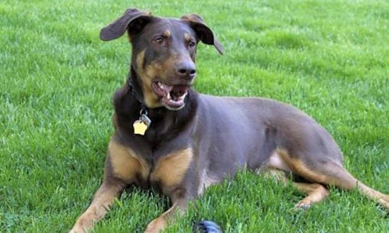 6 lovable pups to adopt now in Minneapolis