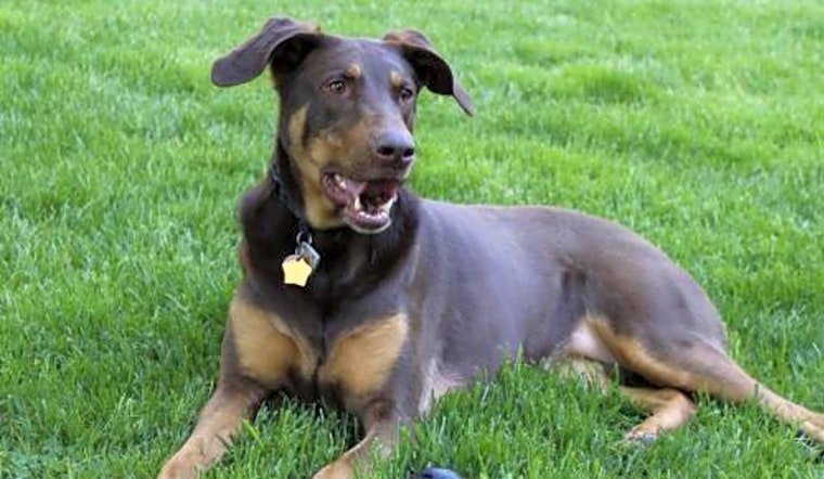 6 lovable pups to adopt now in Minneapolis