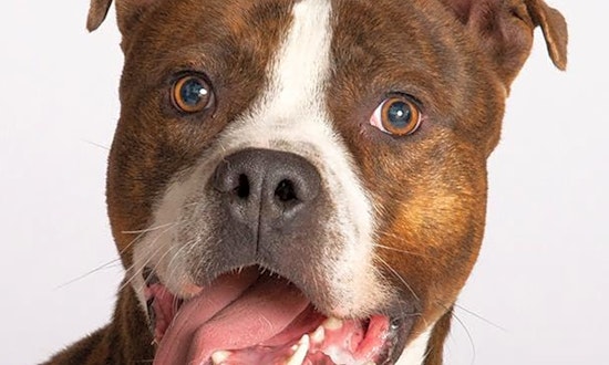 Looking to adopt a pet? Here are 6 cuddly canines to adopt now in Chicago