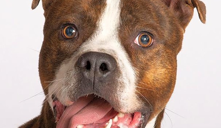 Looking to adopt a pet? Here are 6 cuddly canines to adopt now in Chicago