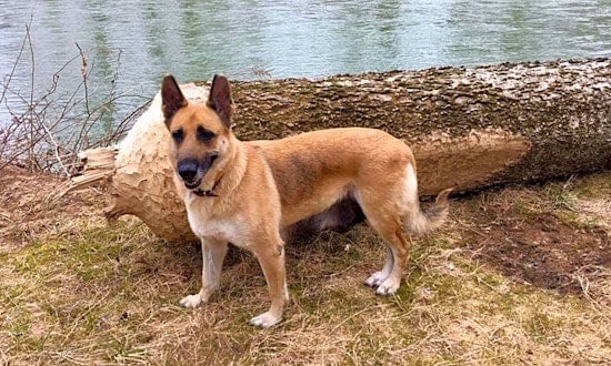 These St. Louis-based canines are up for adoption and in need of a good home