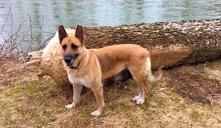 These St. Louis-based canines are up for adoption and in need of a good home