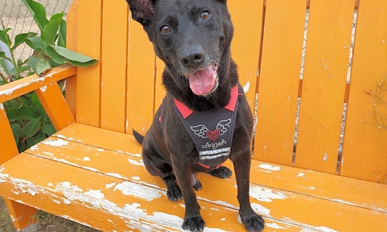 3 lovable pups to adopt now in Sunnyvale
