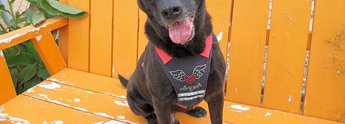 3 lovable pups to adopt now in Sunnyvale 3 lovable pups to adopt now in Sunnyvale