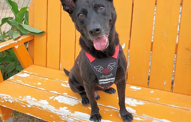 3 lovable pups to adopt now in Sunnyvale
