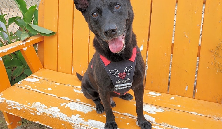 3 lovable pups to adopt now in Sunnyvale