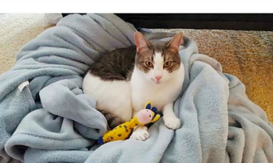 These San Jose-based cats are up for adoption and in need of a good home