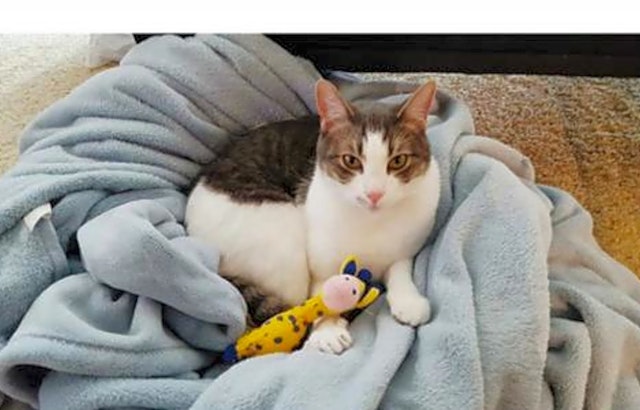 These San Jose-based cats are up for adoption and in need of a good home