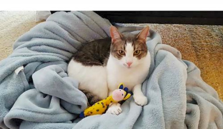 These San Jose-based cats are up for adoption and in need of a good home