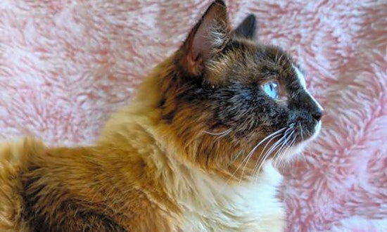 Here are 3 cute kitties available for adoption in Oakland