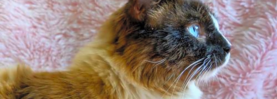 Here are 3 cute kitties available for adoption in Oakland