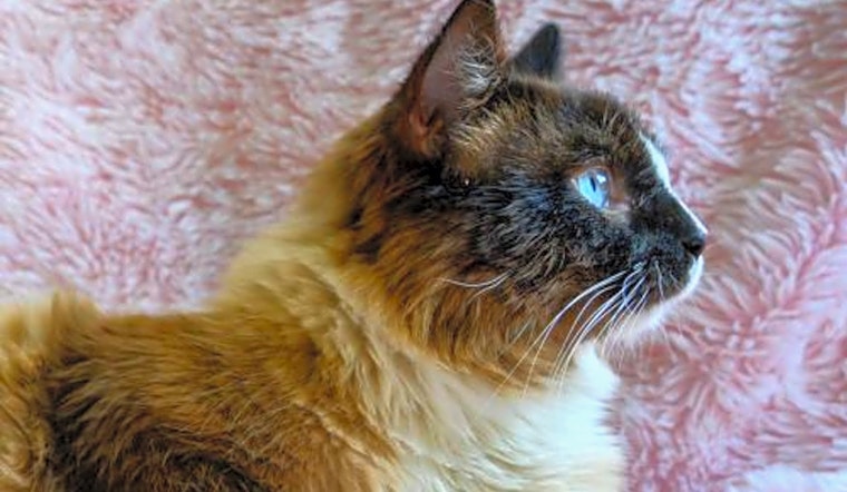 Here are 3 cute kitties available for adoption in Oakland