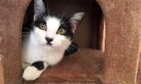 3 furry felines available for adoption in San Francisco