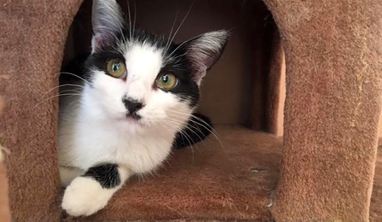3 furry felines available for adoption in San Francisco