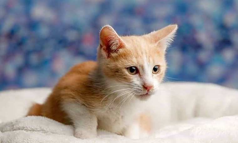 Want to adopt a pet? Here are 6 cuddly kittens to adopt now in Long Beach