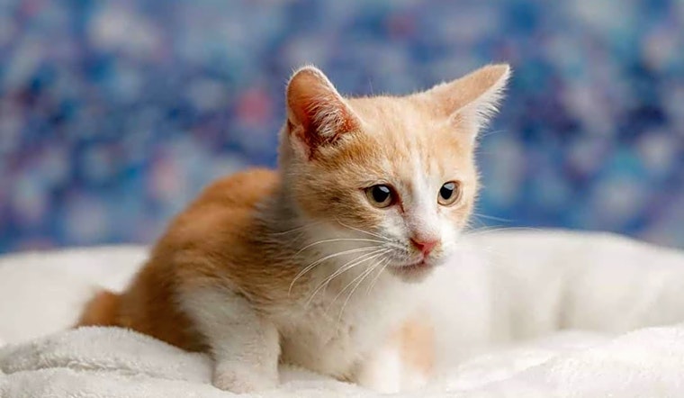 Want to adopt a pet? Here are 6 cuddly kittens to adopt now in Long Beach