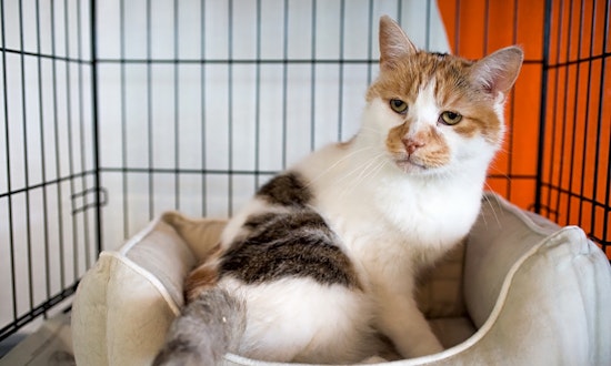 Want to adopt a pet? Here are 6 cool kitties to adopt now in Los Angeles