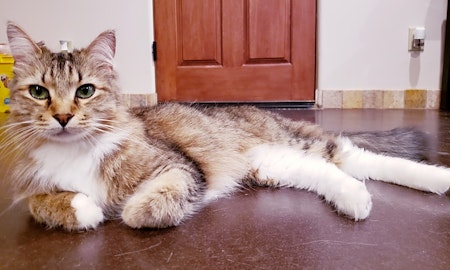These Mesa-based cats are up for adoption and in need of a good home