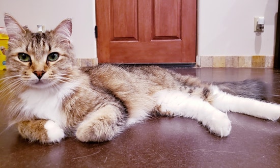 These Mesa-based cats are up for adoption and in need of a good home