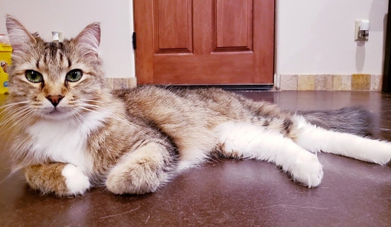 These Mesa-based cats are up for adoption and in need of a good home