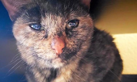 7 cool kitties to adopt now in Phoenix