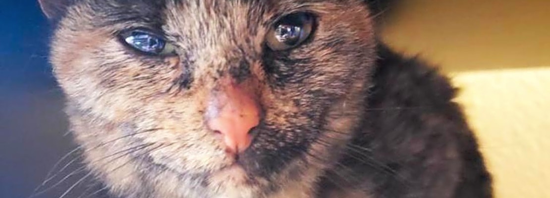 7 cool kitties to adopt now in Phoenix