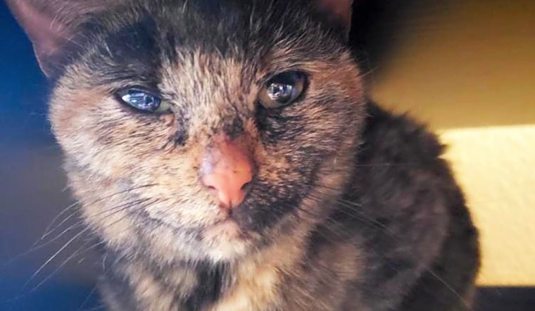 7 cool kitties to adopt now in Phoenix