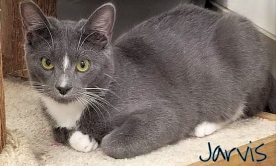 These Las Vegas-based felines are up for adoption and in need of a good home