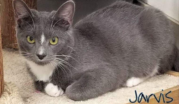 These Las Vegas-based felines are up for adoption and in need of a good home