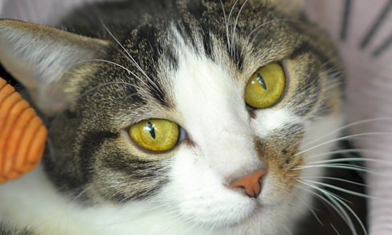 7 cool cats ready to adopt now in Denver