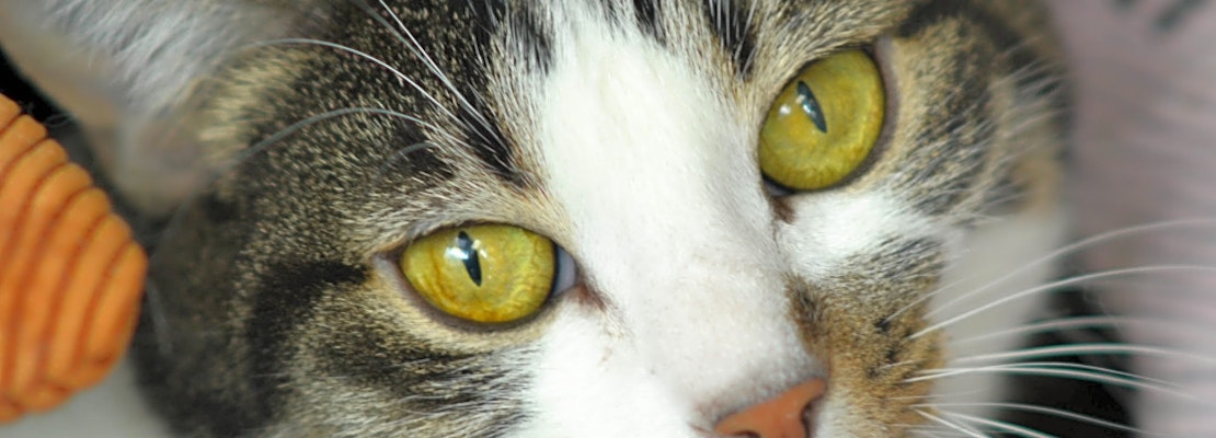 7 cool cats ready to adopt now in Denver