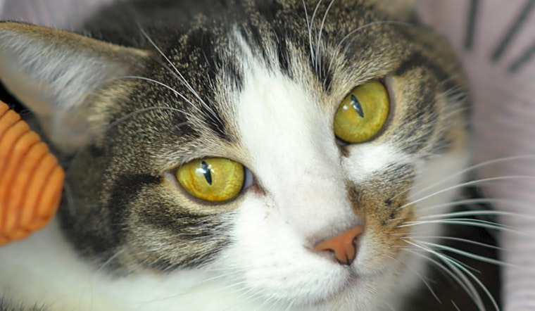 7 cool cats ready to adopt now in Denver