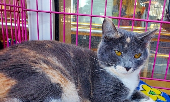 Want to adopt a pet? Here are 7 furry felines to adopt now in Austin