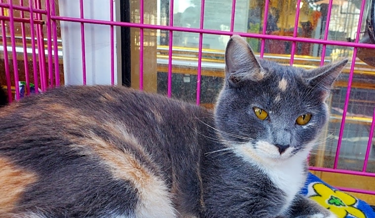 Want to adopt a pet? Here are 7 furry felines to adopt now in Austin
